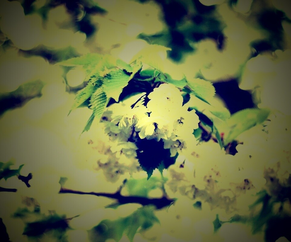 Цветущее дерево обои