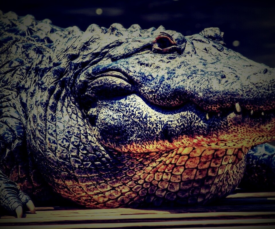 Синий крокодил обои