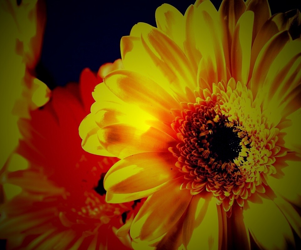 Желтый гербер обои