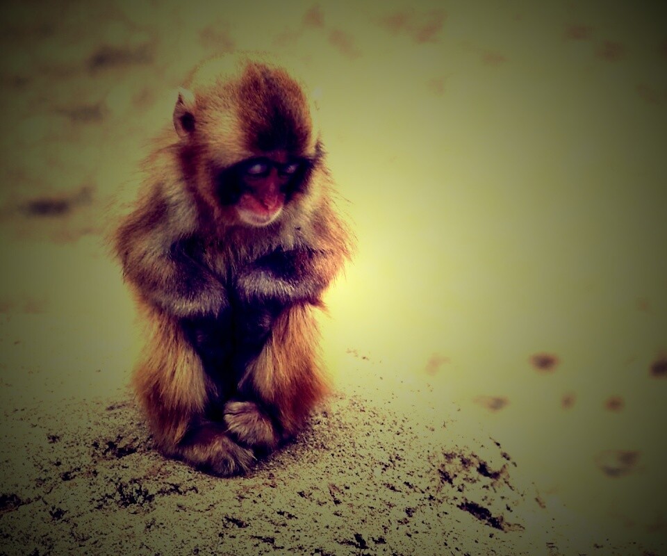 Детеныш обезьяны обои