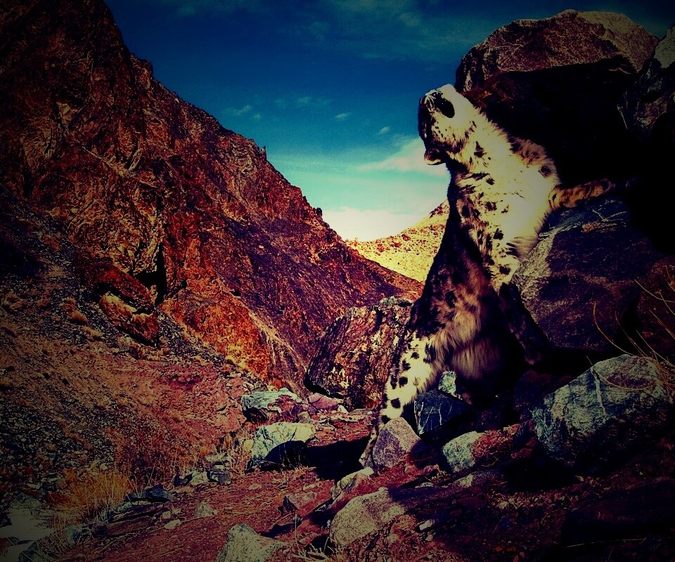 Барс чешется о камни обои