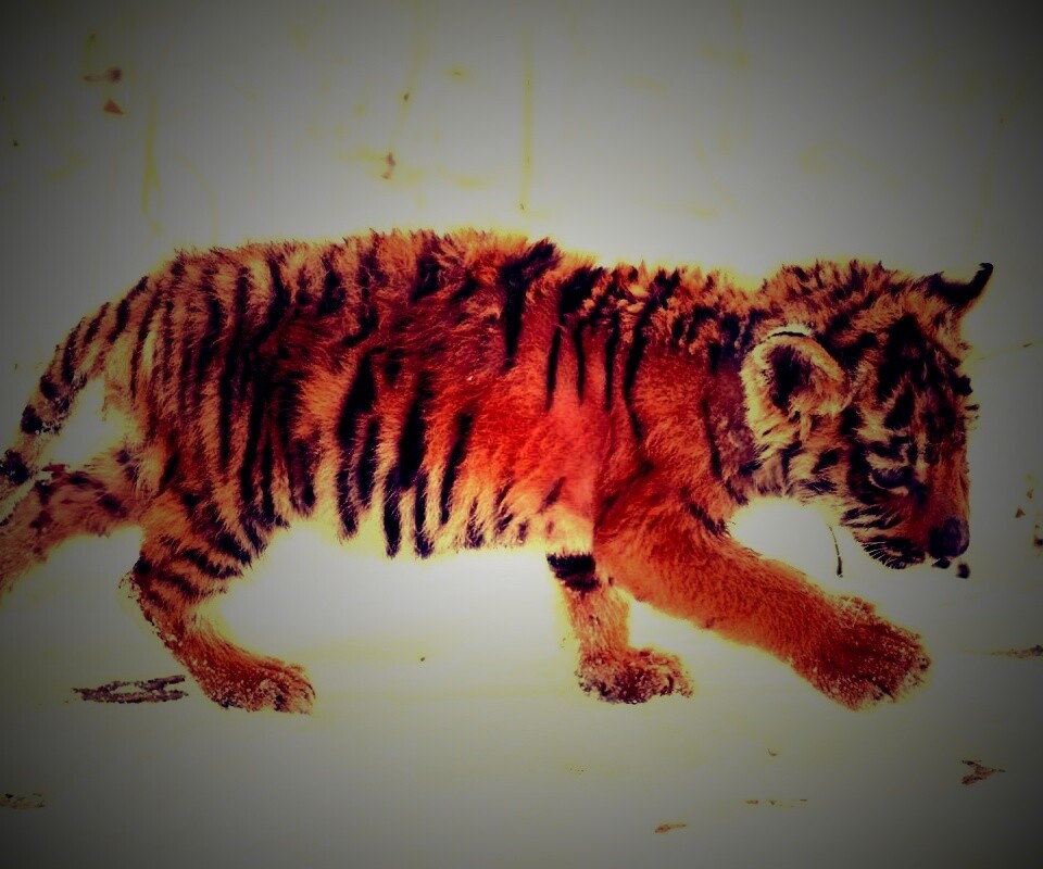 Тигренок на снегу обои