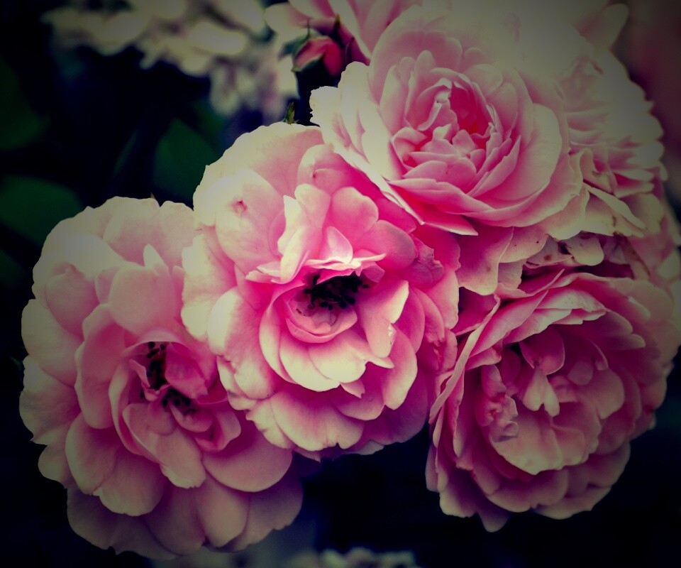 Розовые цветы обои