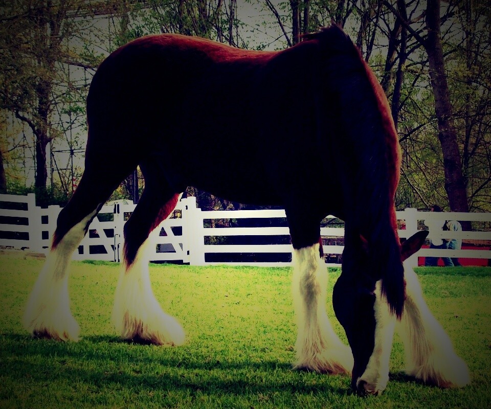 Лошадь с лохматыми ногами обои