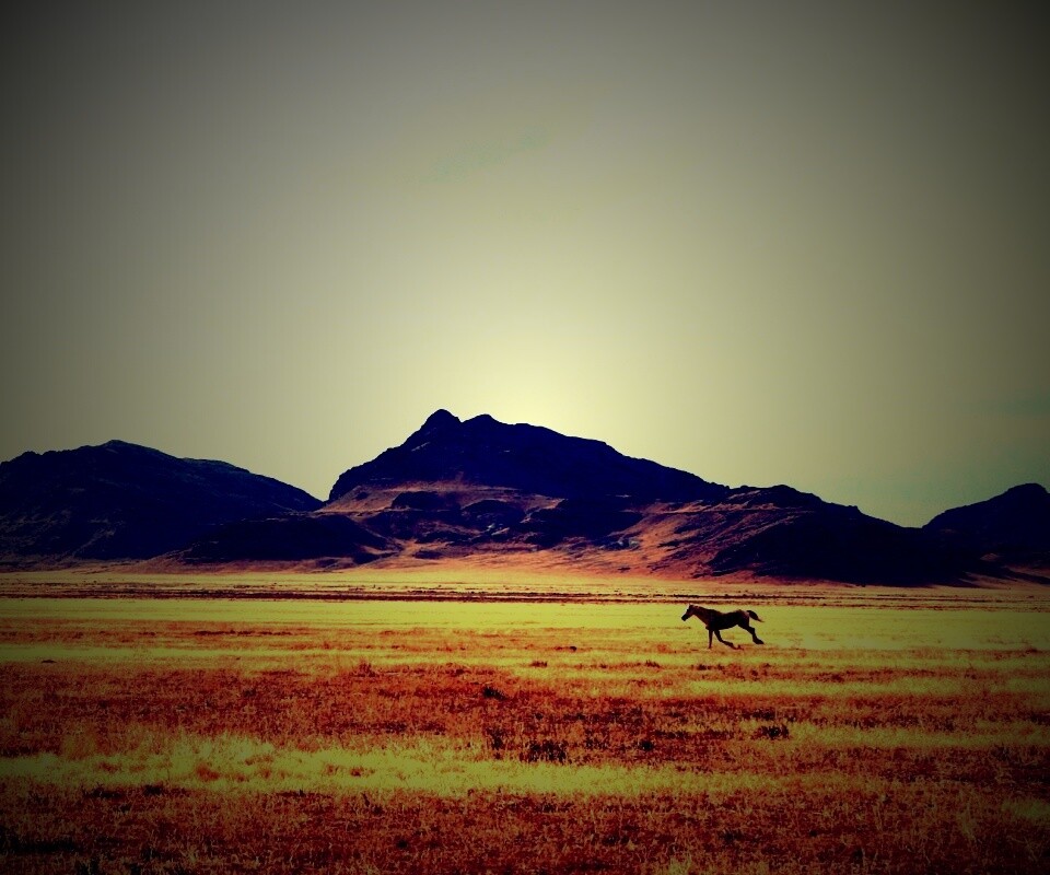 Мустанг в прериях обои