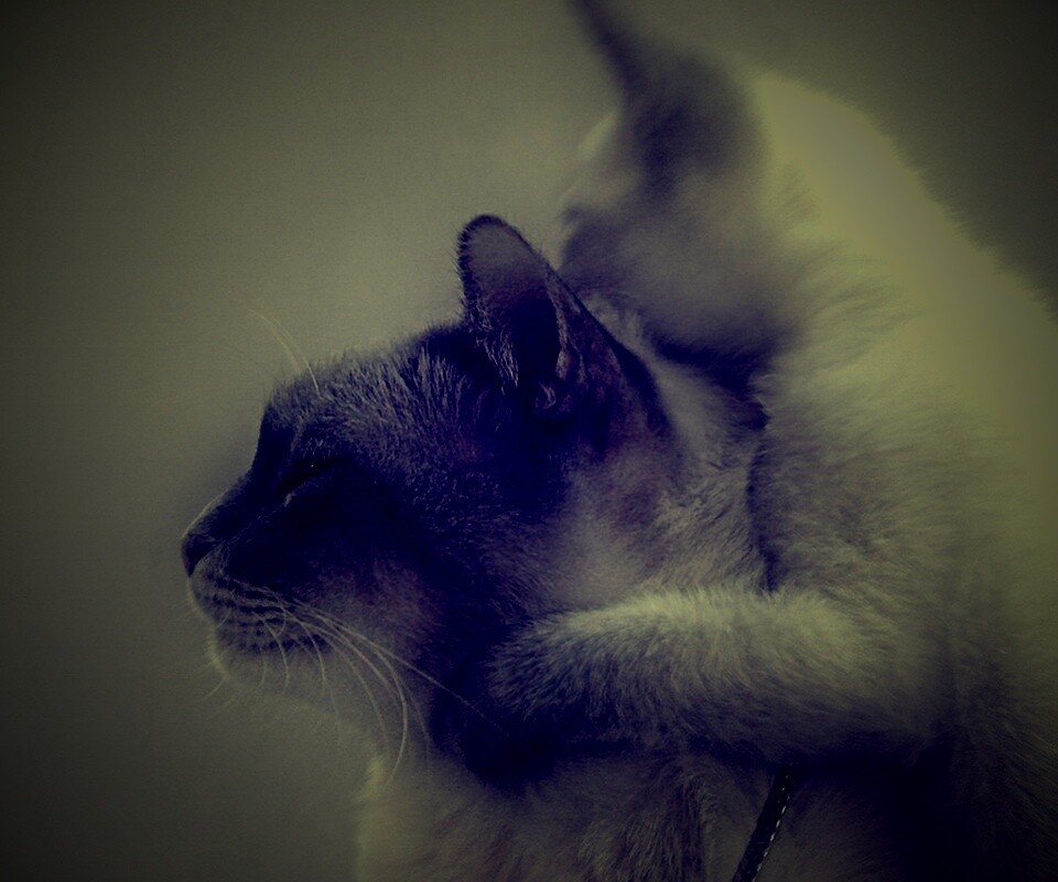 Котёнок обнимает маму обои