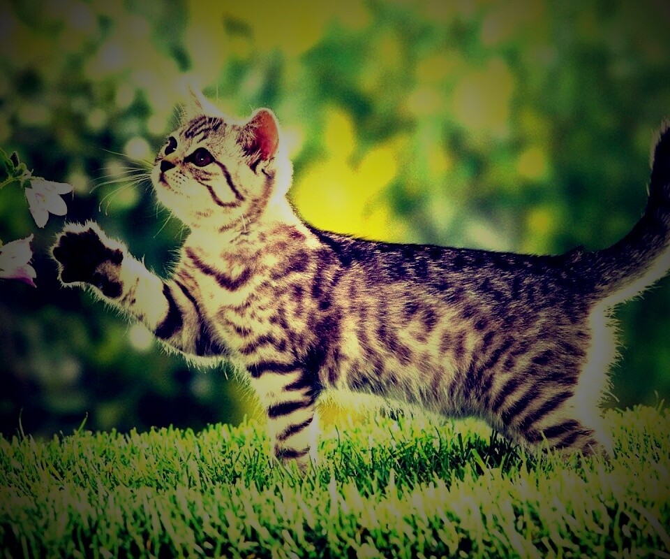 Котенок играет с цветами обои