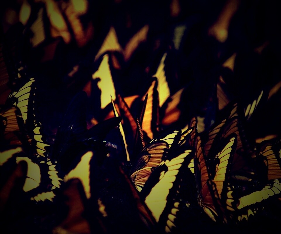 Стая бабочек обои