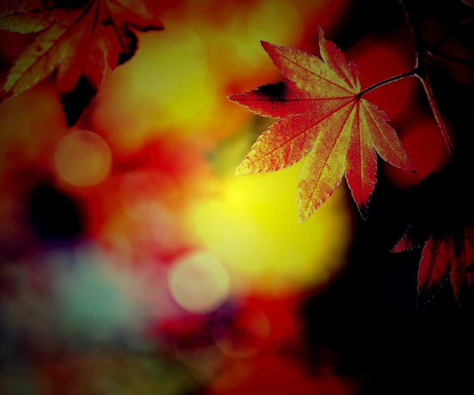 Осенние листья обои