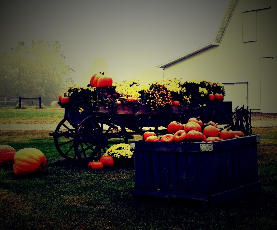 Урожай тыков обои