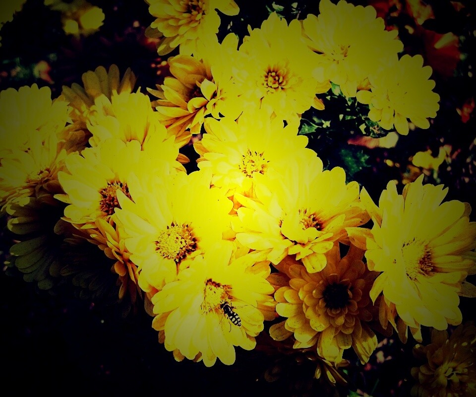 Оса на желтых герберах обои