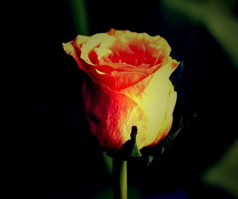 Бежевая роза обои