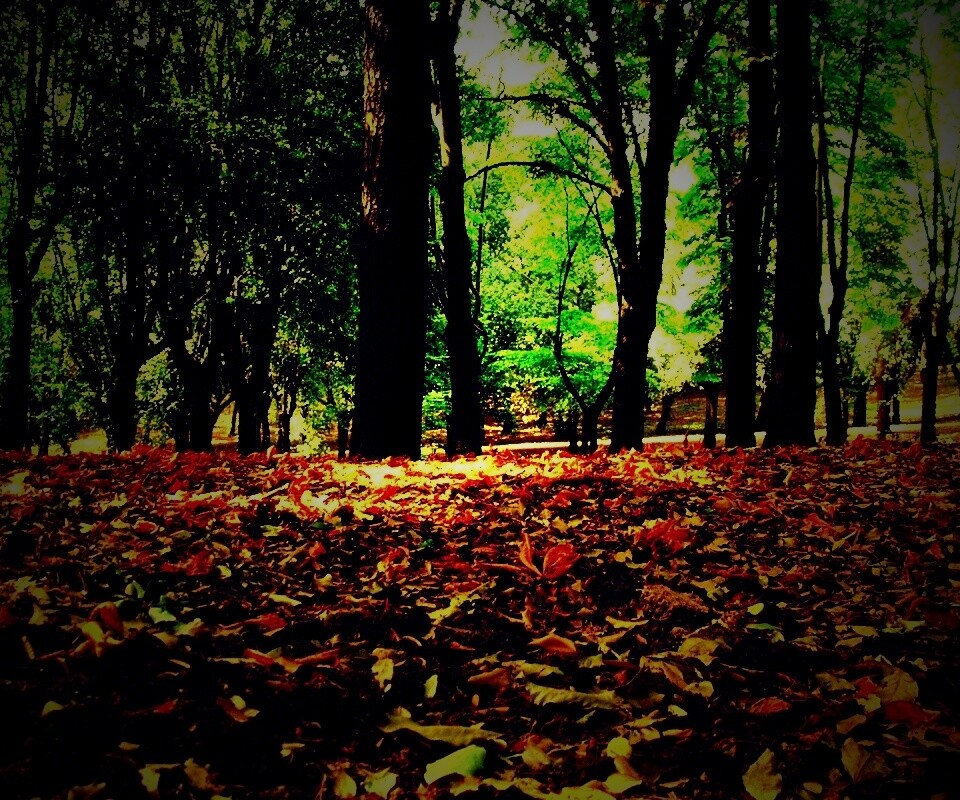 Ранняя осень обои