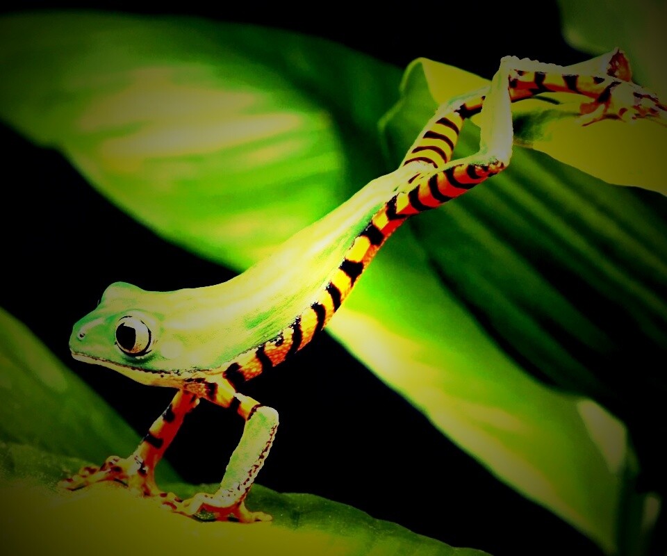 Лягушка переползает с листа на лист обои