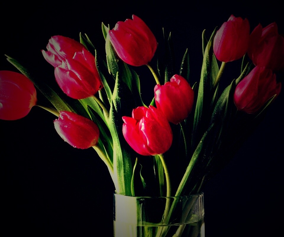 Букет тюльпанов обои