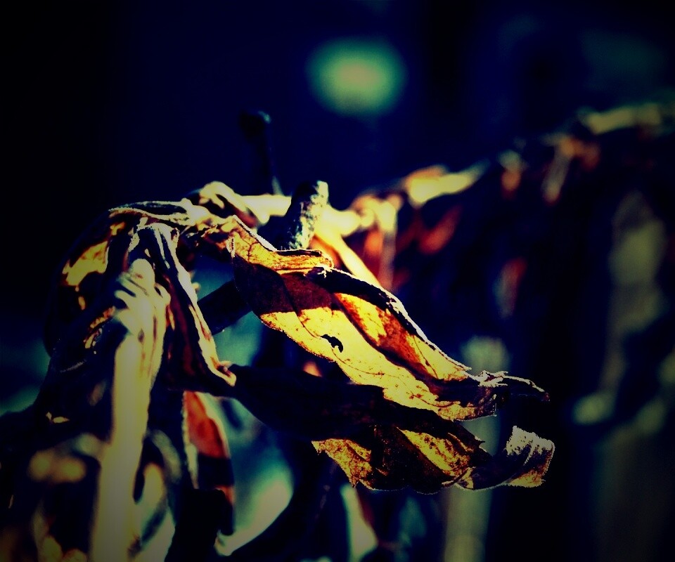 Сухие листья на железном заборе обои