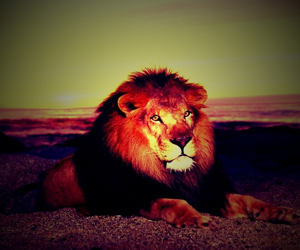 Лев на берегу океана обои