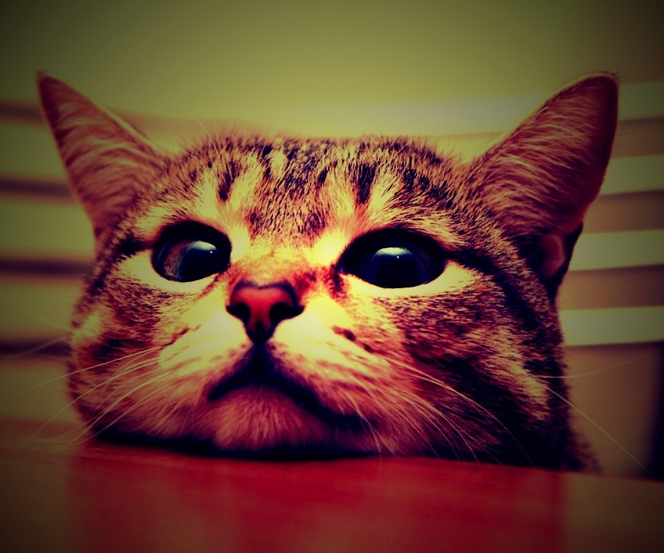 Любопытный котейка обои