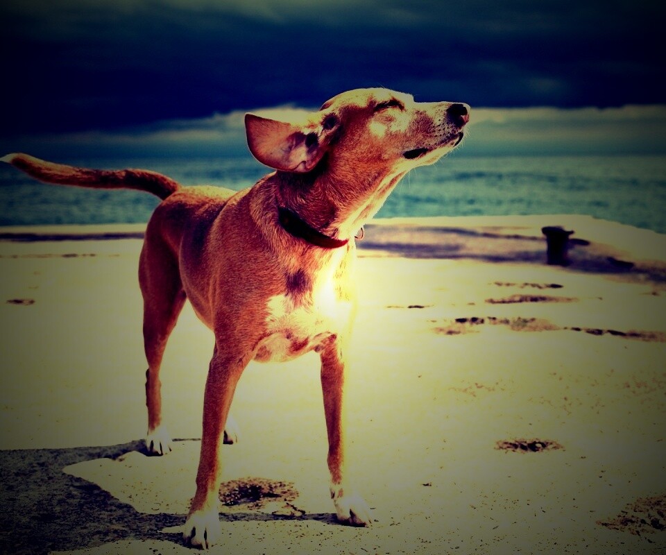 Собака на пирсе обои
