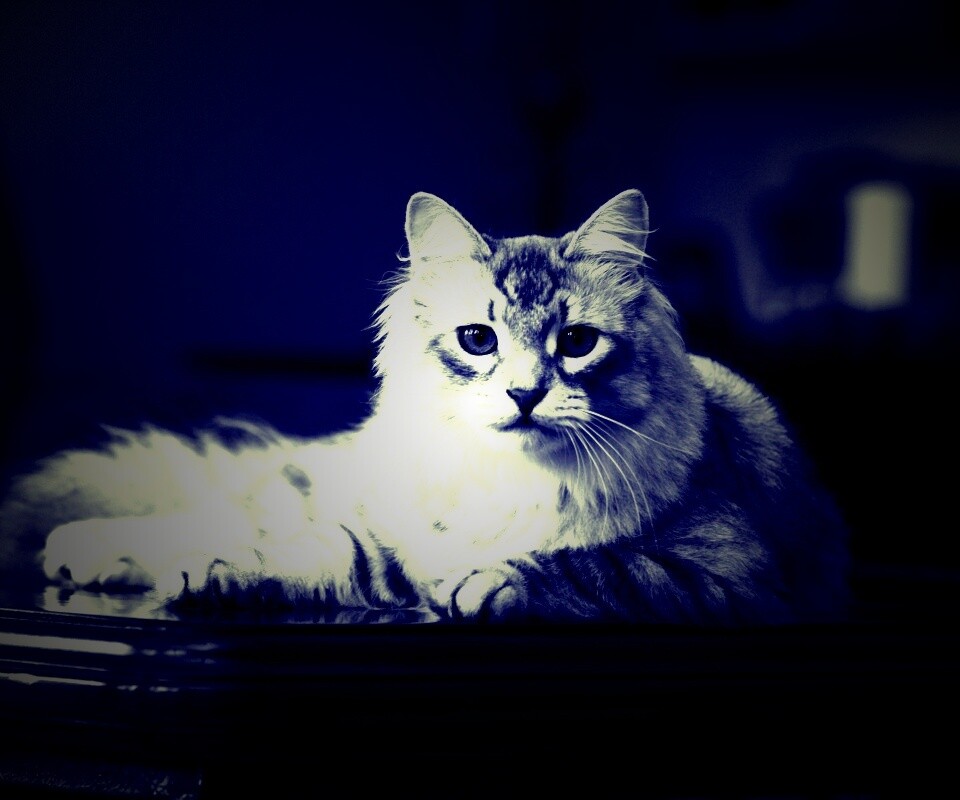 Кот благородных кровей обои