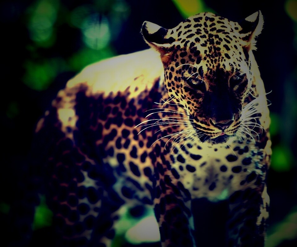 Леопард в сингапурском зоопарке обои