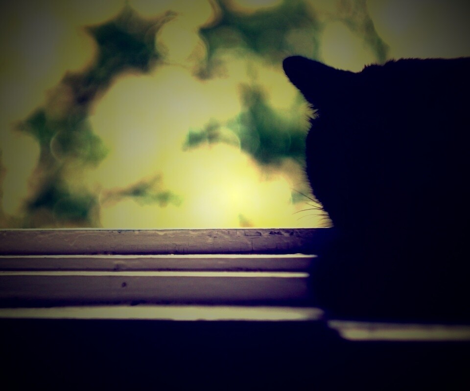 Дремлющий на окне черный кот обои