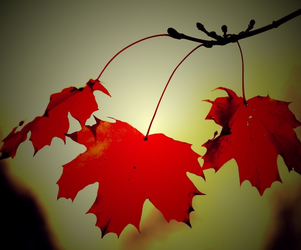 Покрасневшие листья клена обои