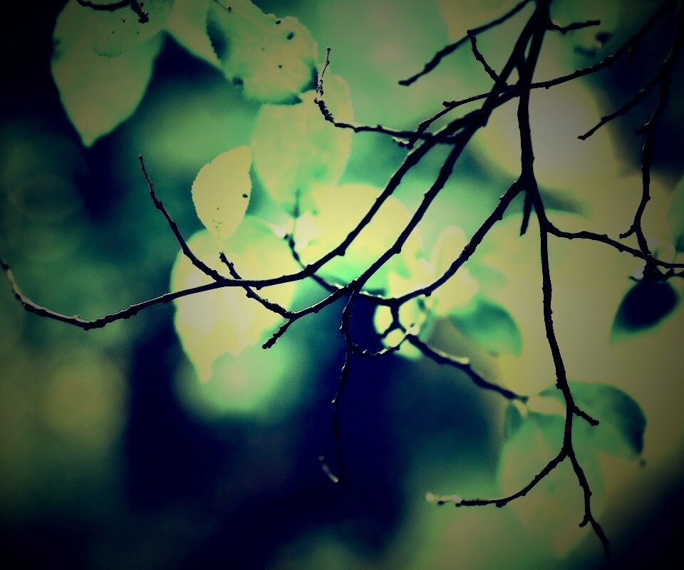 Осенние ветки без листьев обои