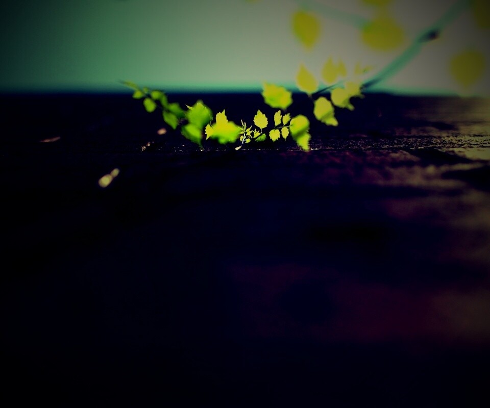 Зеленые ростки в стене обои