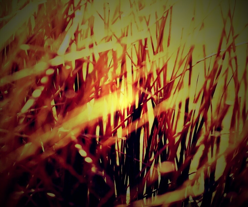 Высохшие травяные стебли обои