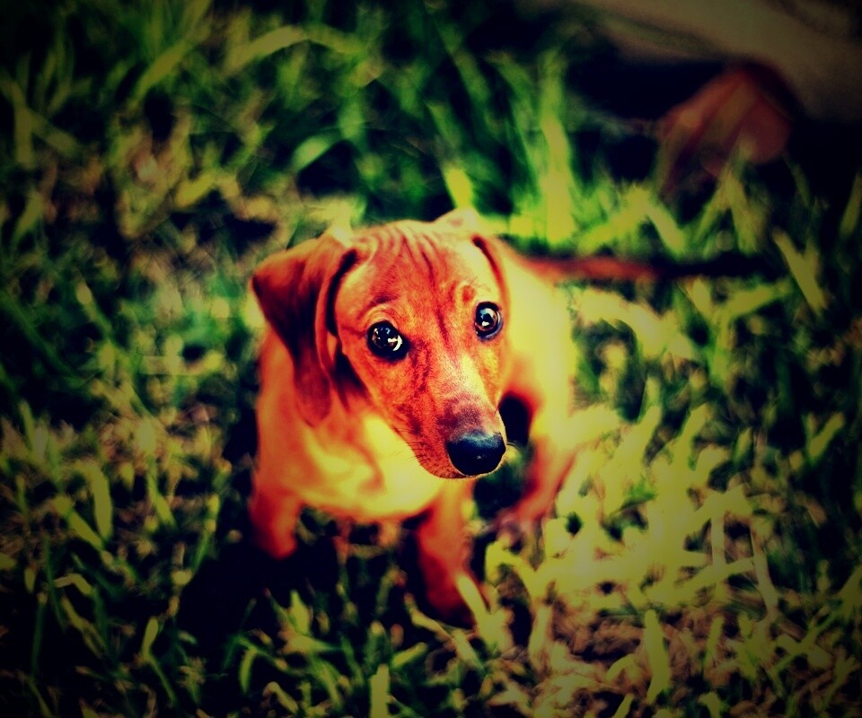 Маленькая милая такса обои