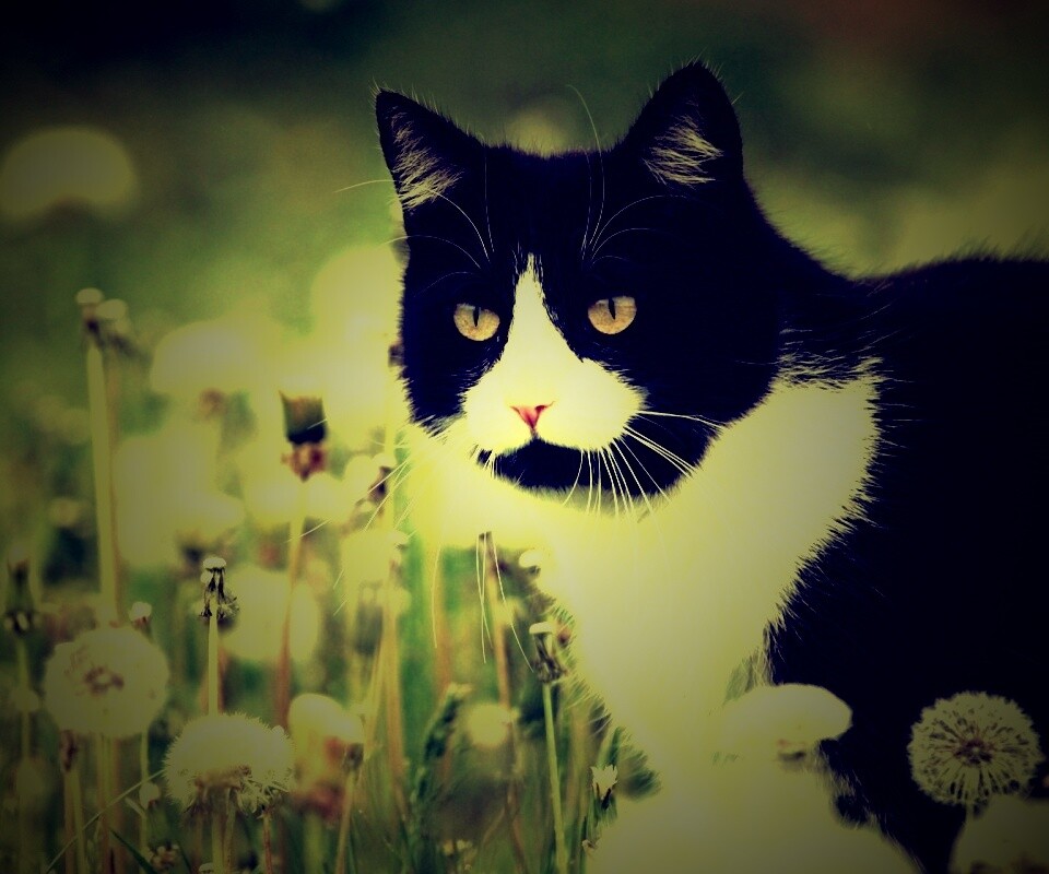 Кот в одуванчиках обои