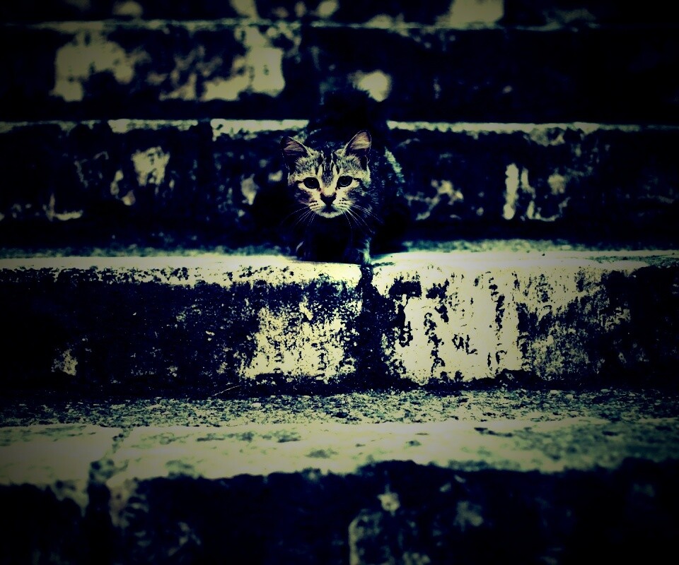 Растрепанная кошка на ступеньках лестницы обои
