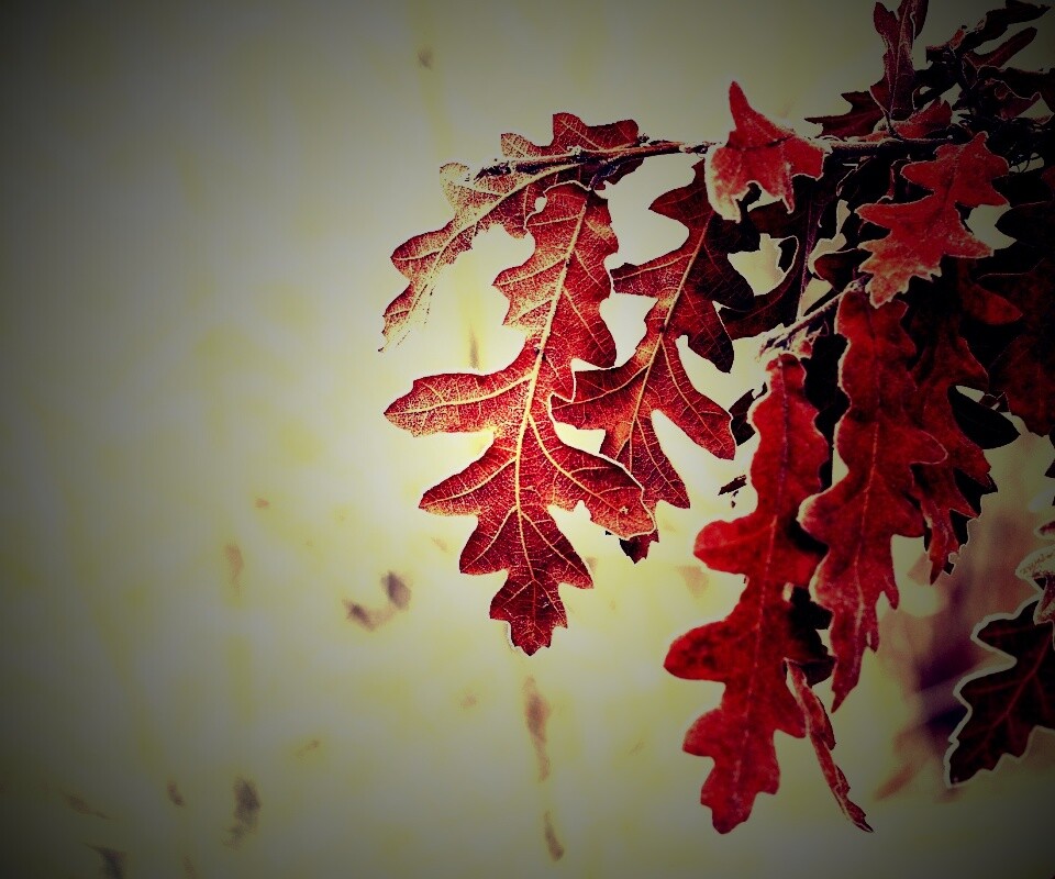 Дубовые листья обои