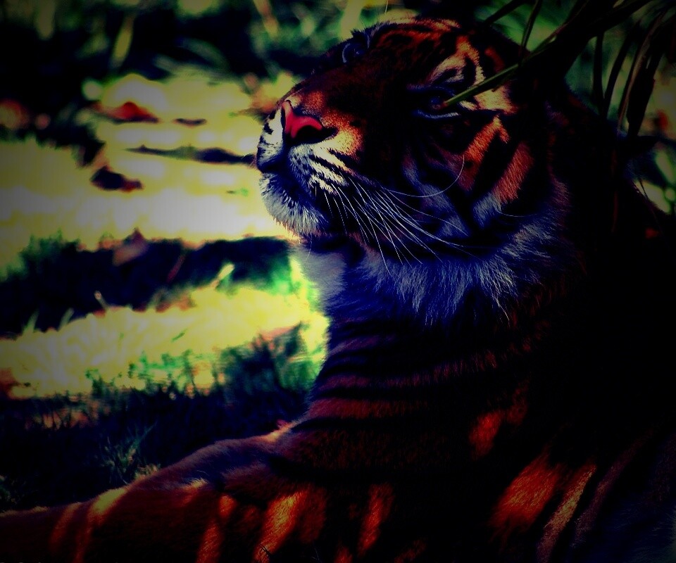 Отдыхающий в теньке хищник обои