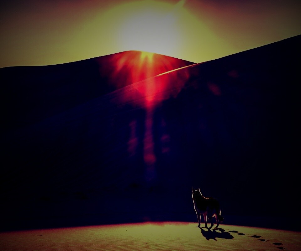 Одинокий волк обои