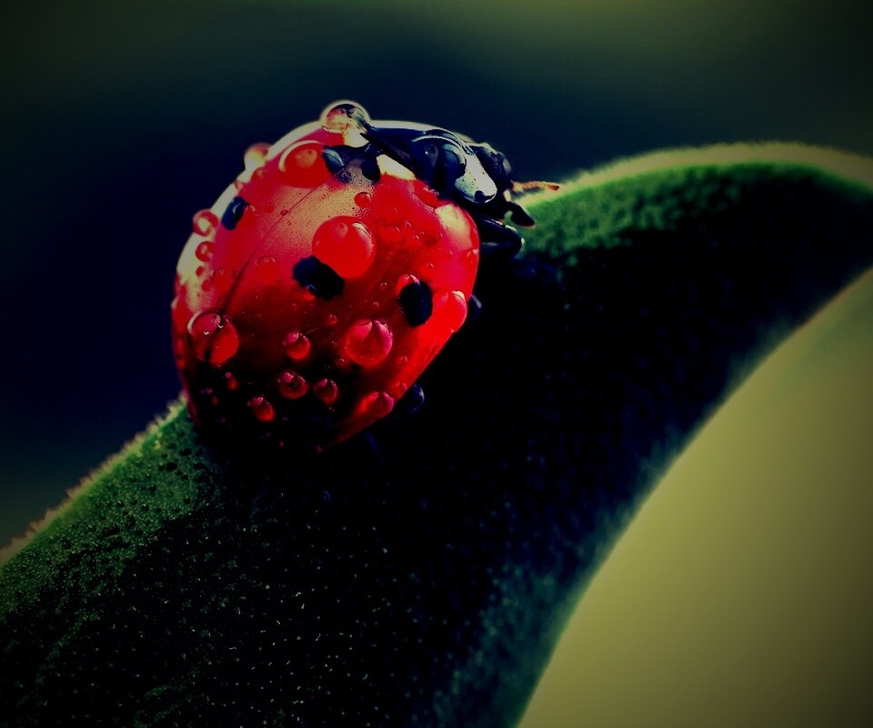 Божья коровка в макро обои