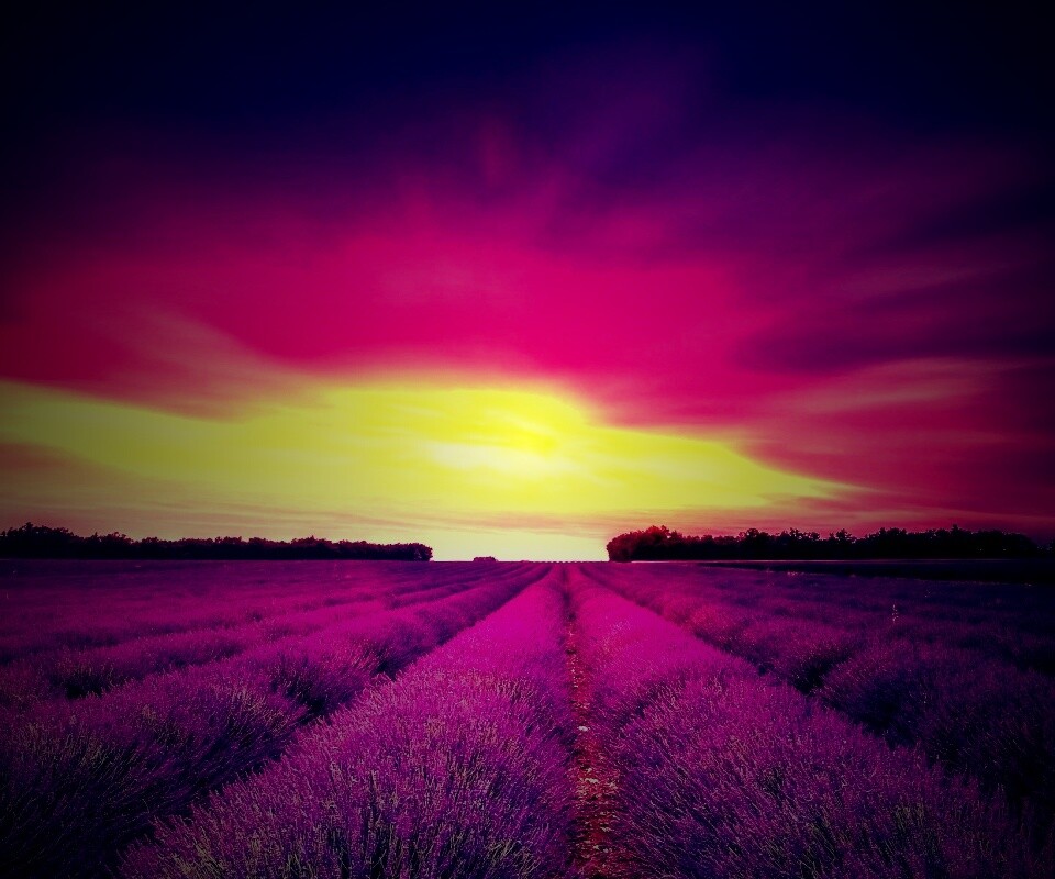 Поле фиолетовых цветов на закате обои
