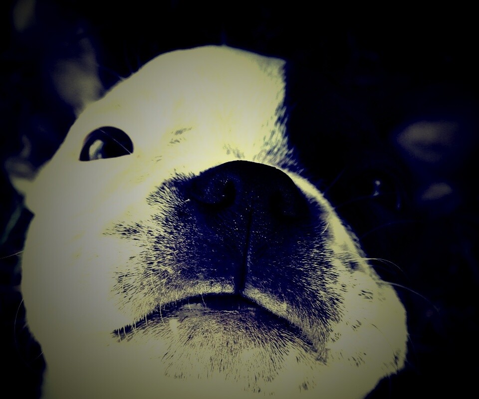 Бостонский терьер обои