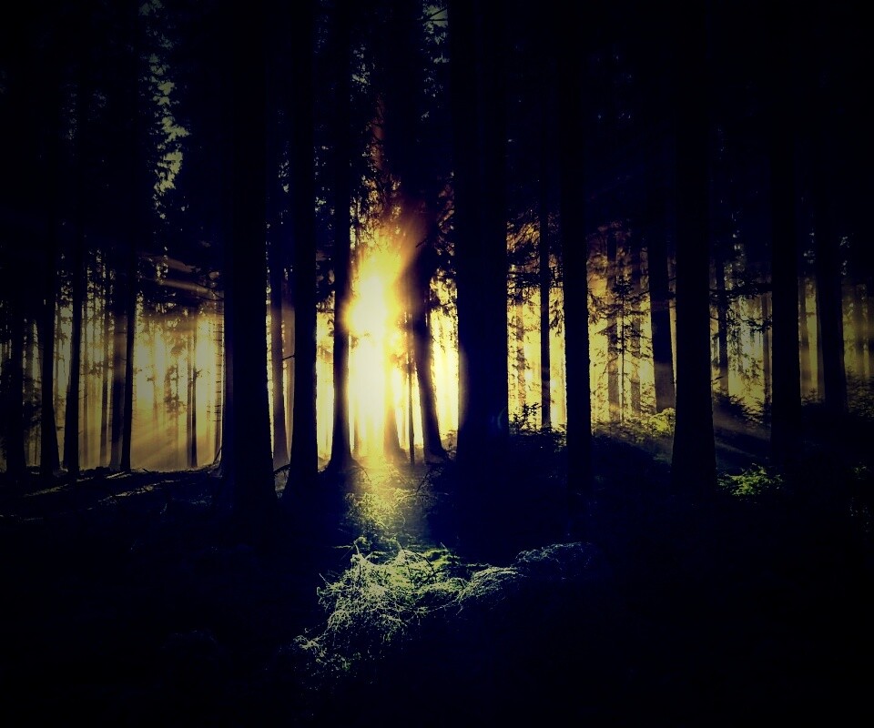 Свет пробивается сквозь стволы деревьев обои