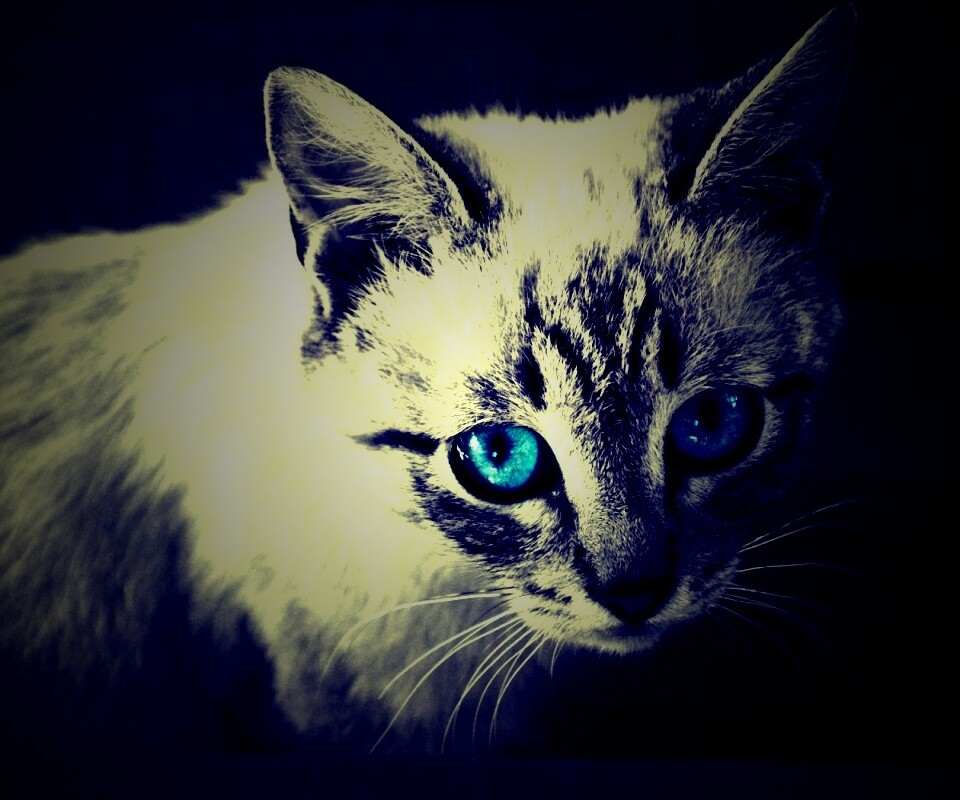 Котенок с синими глазами обои
