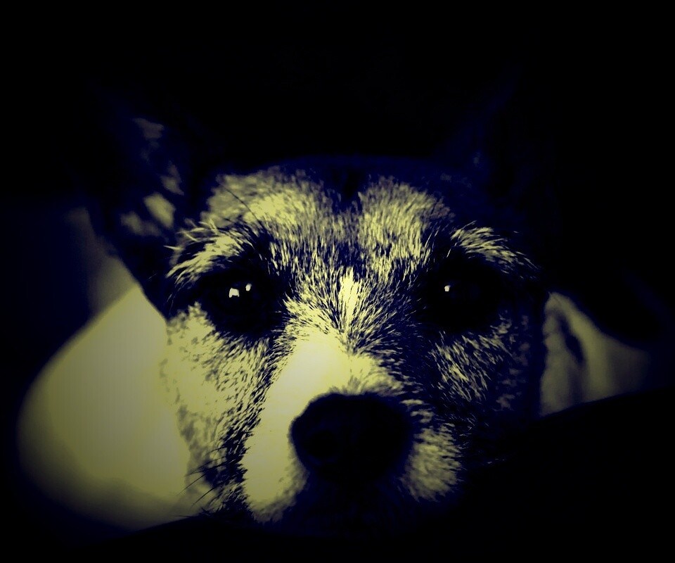 Собачий взгляд обои