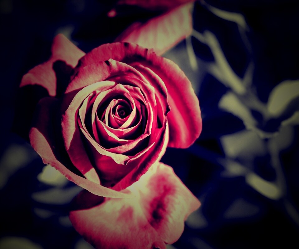 Красная роз обои