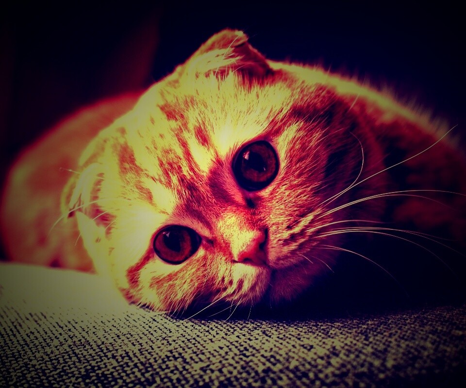Скоттиш фолд рыжий обои