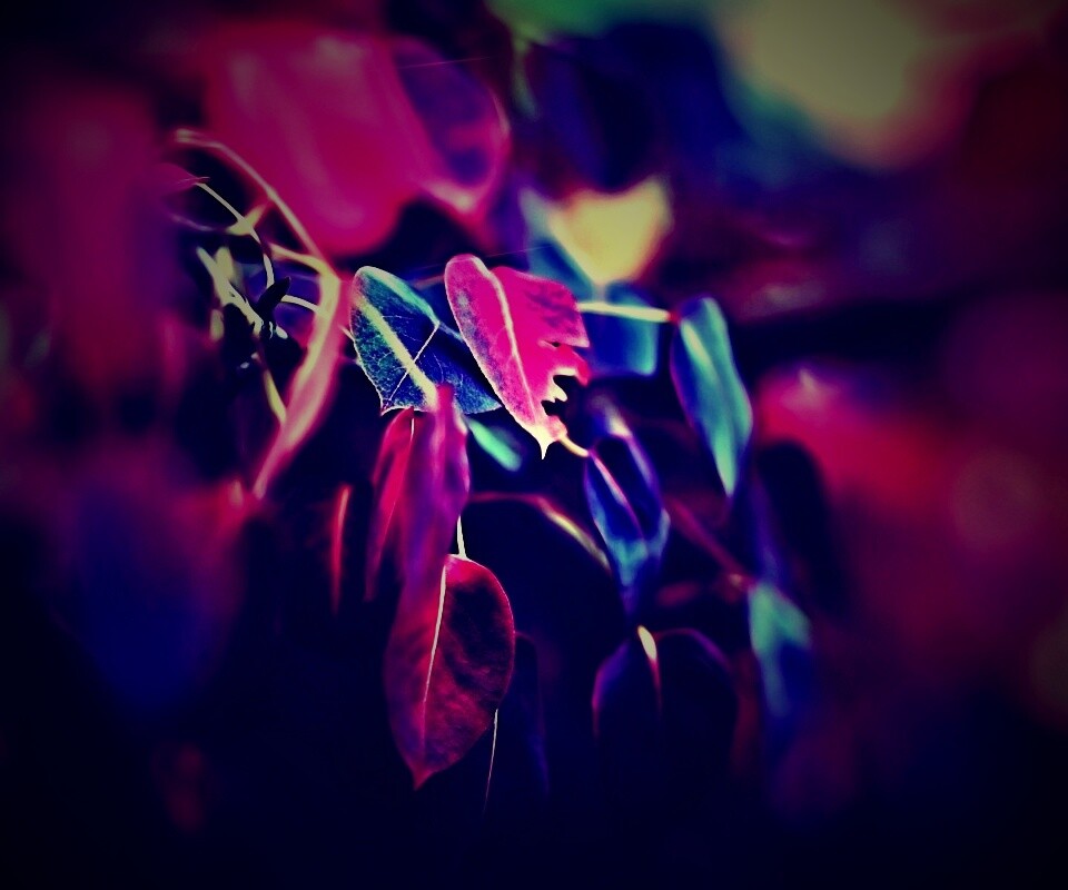 Фиолетовые листья обои