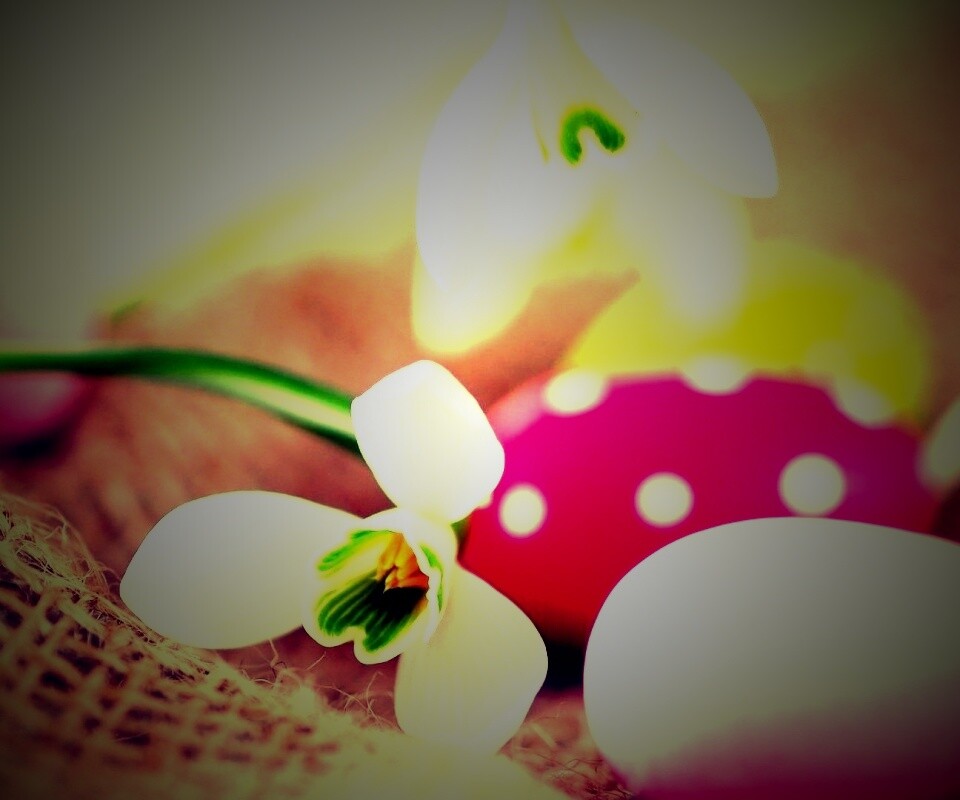 Белый цветок и яйца обои