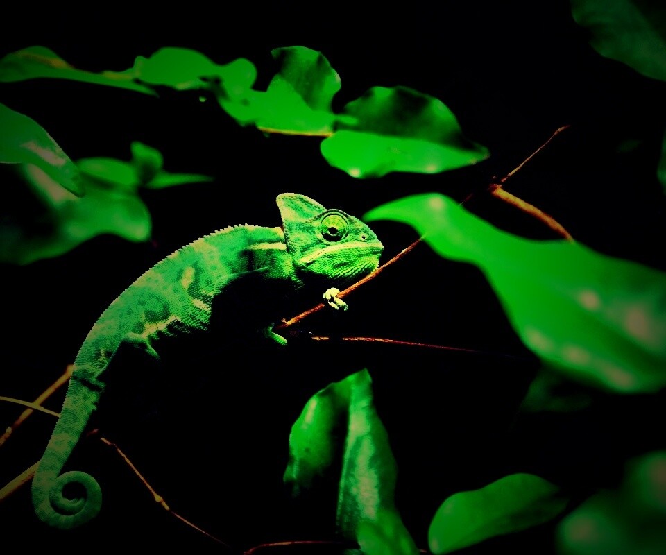 Хамелеон в листве обои