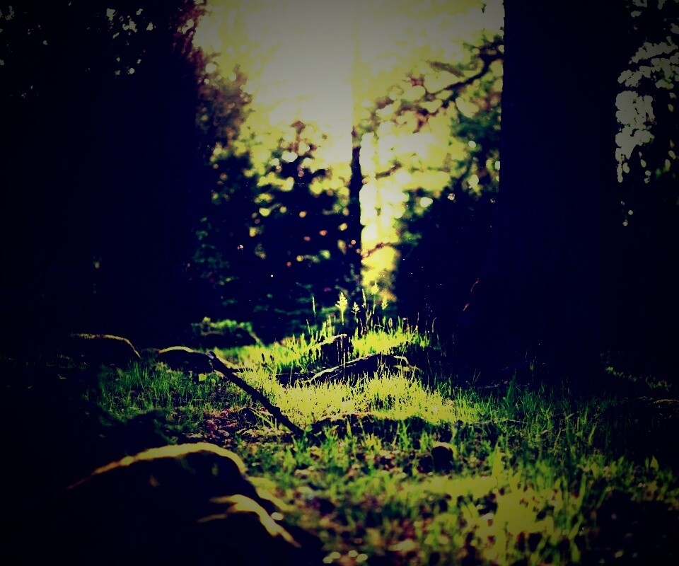 Лето в лесу обои