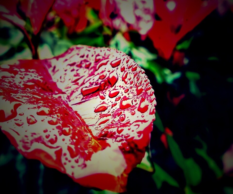 Красный лист в каплях воды обои