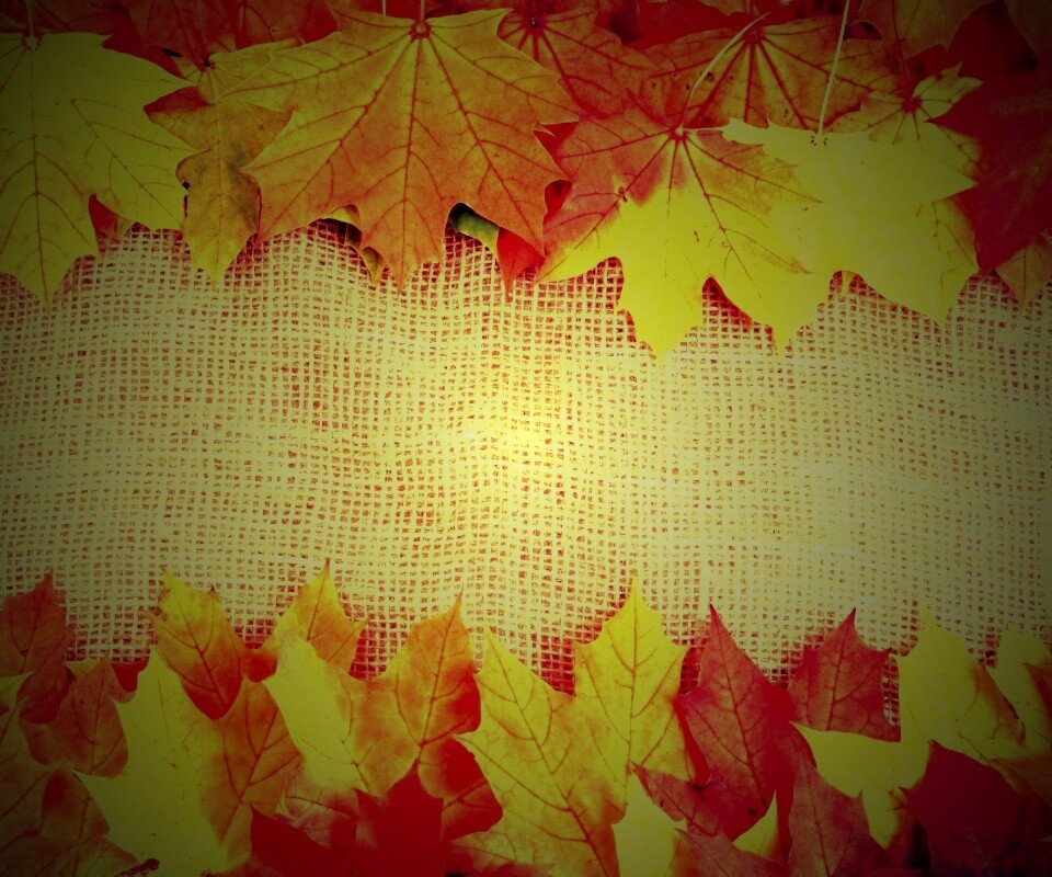 Желтые кленовые листья на холсте обои